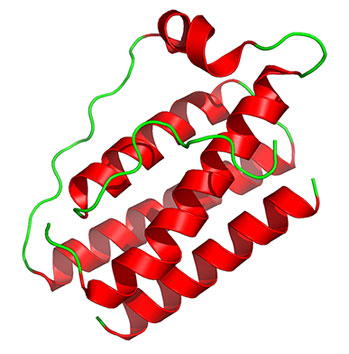 Leptin and the Power of Homeostasis