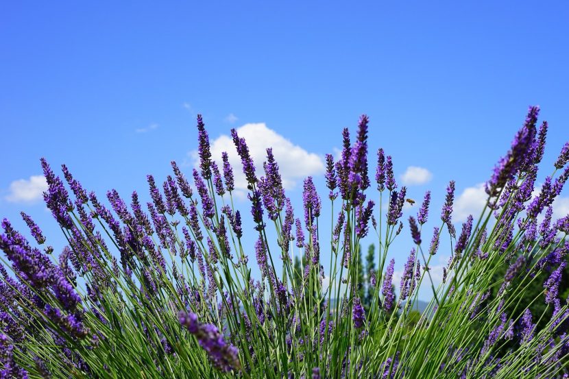 Lavender Oil