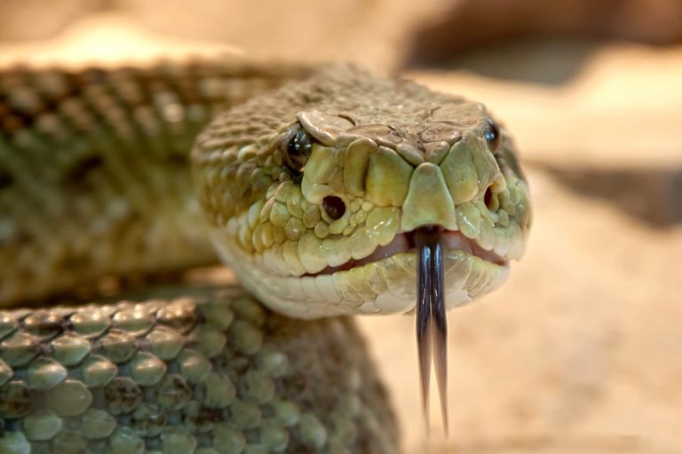 dream with lots of snakes dream with lots of snakes