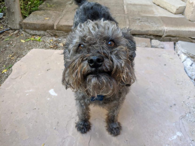 A Schnoodle, which is a schnauzer/poodle mix