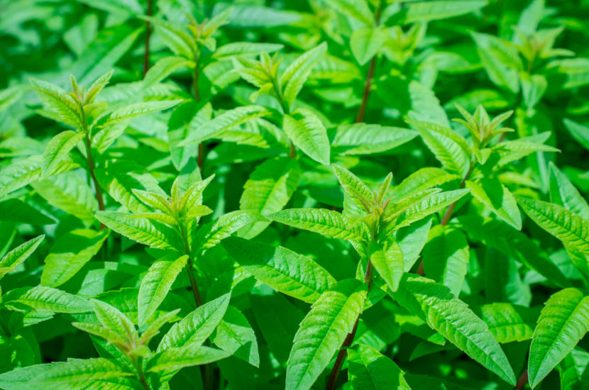 Can Lemon Balm Work For Sleep?