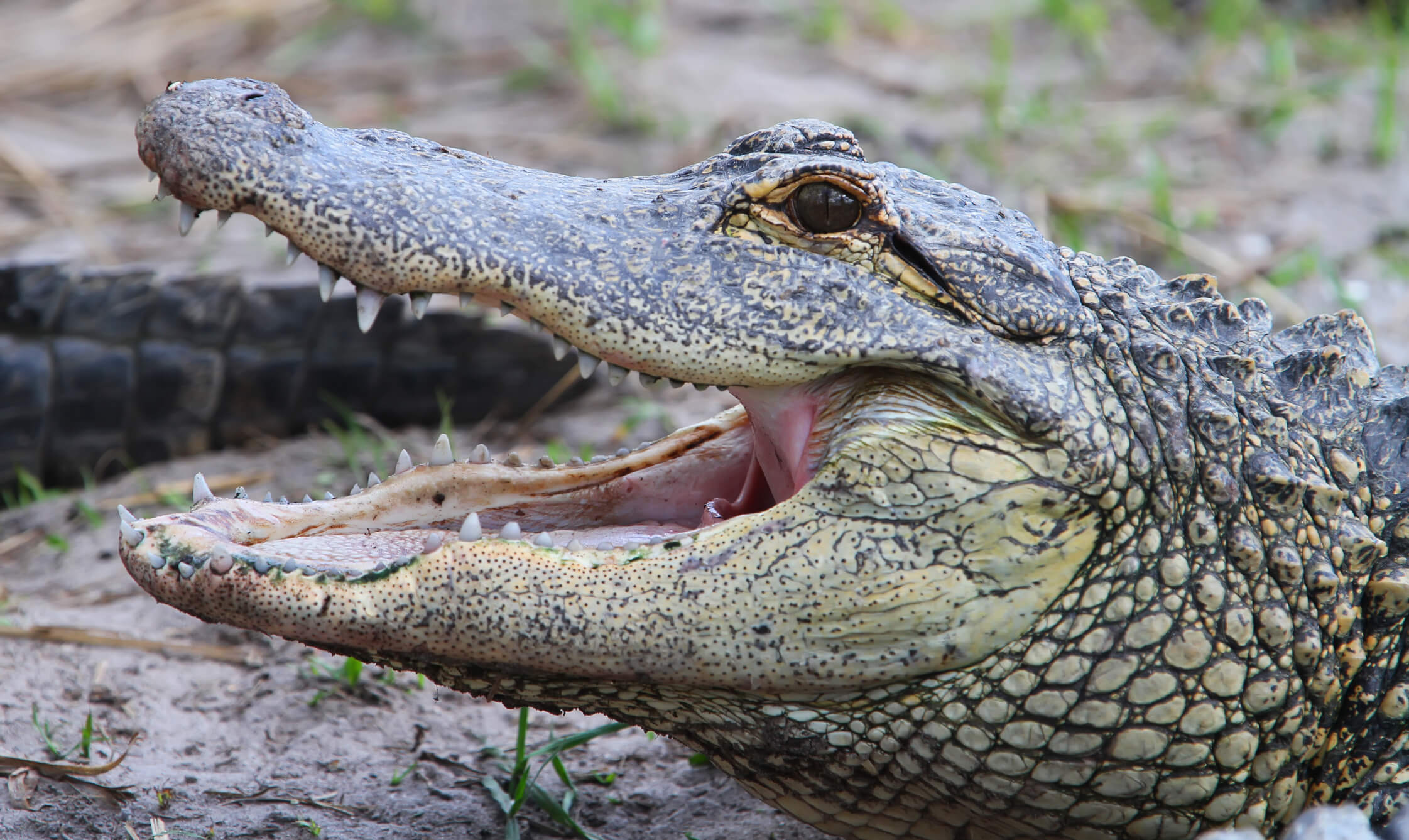 What Does the Alligator (or Crocodile) In Your Dream Mean? - The Dream