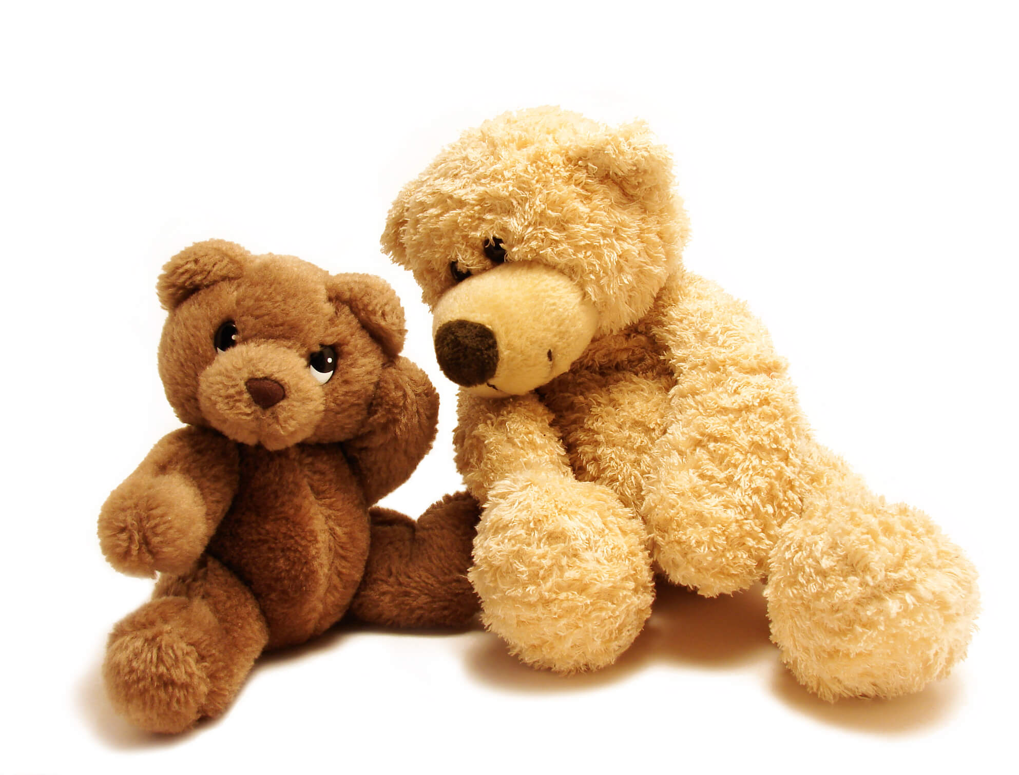 Tips For Understanding the Bear In Your Dream The Dream Recovery System