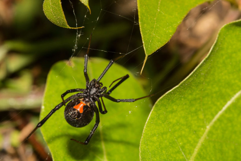 a black widow spider with the distinctive hourglass pattern on its thorax