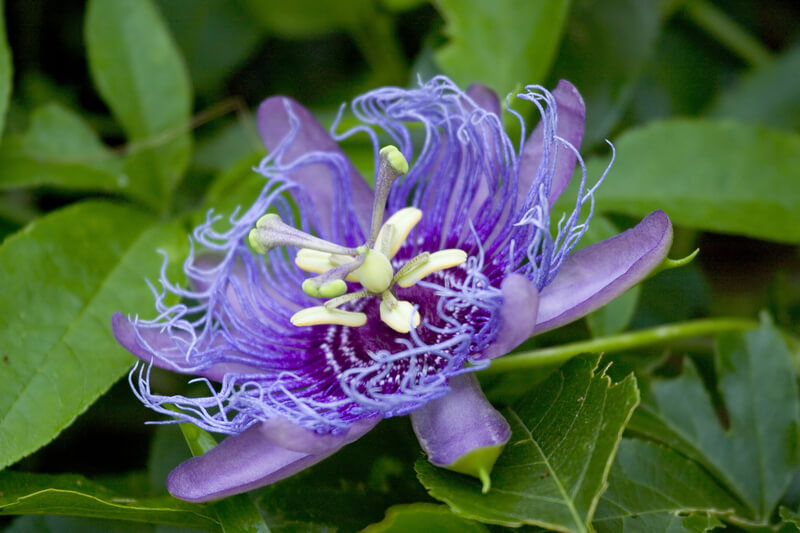 A Cup of Passionflower Tea and Off To Bed With You