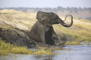 Elephant cleaning themselves off on a riverbank.