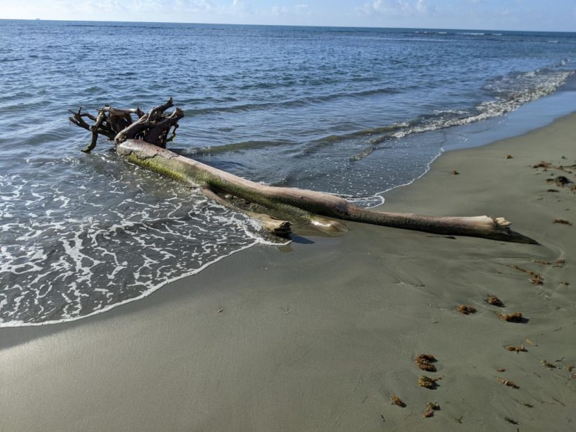 Driftwood on a shore.