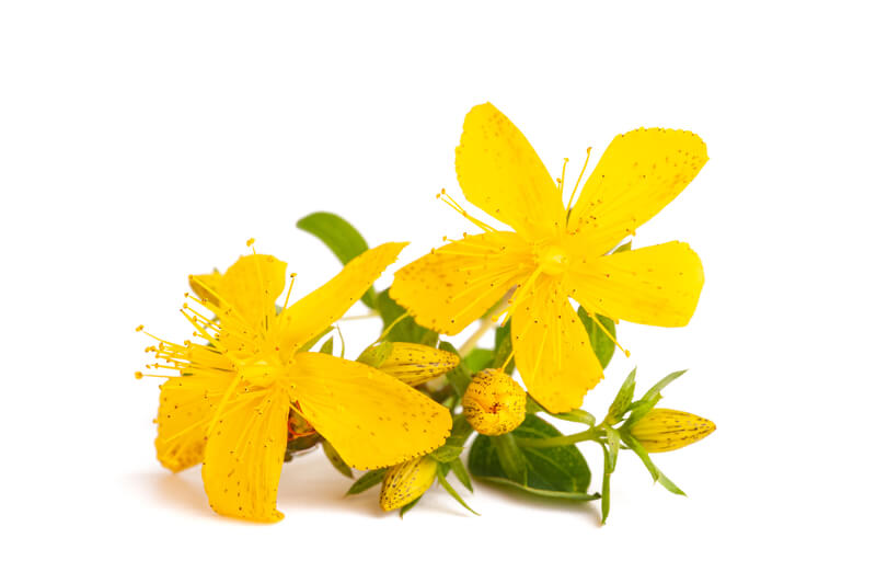 Choosing Between 5HTP and St. John’s Wort The Dream Recovery System