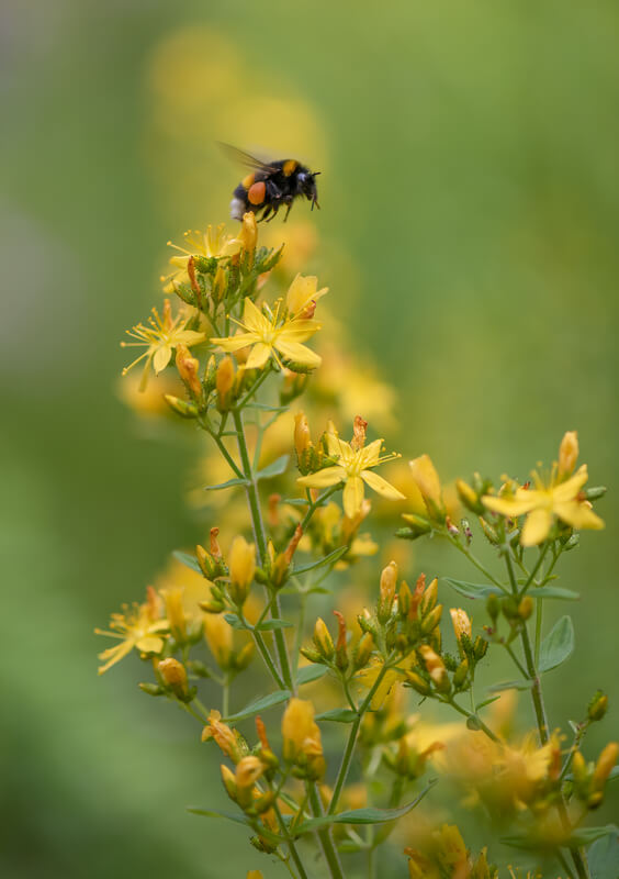 Choosing Between 5HTP and St. John’s Wort