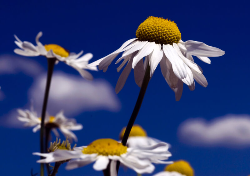 Chamomile Tea For Sleep: the Benefits of Drinking At Bedtime