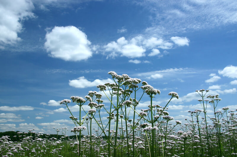 Valerian plant