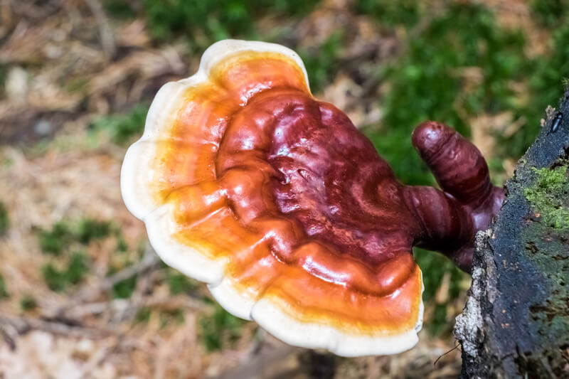 Reishi: AKA the Mushroom of Sleep, Calmness, and Microbiome Health