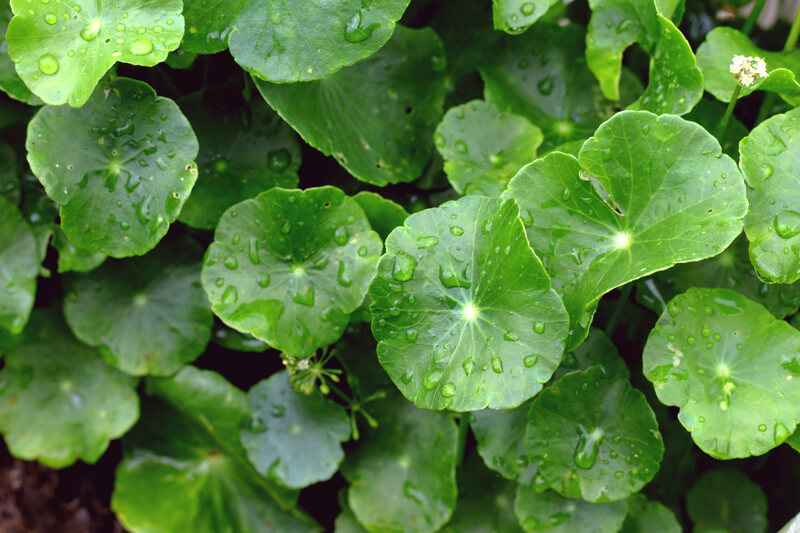 Gotu Kola: Benefits, Uses, and More