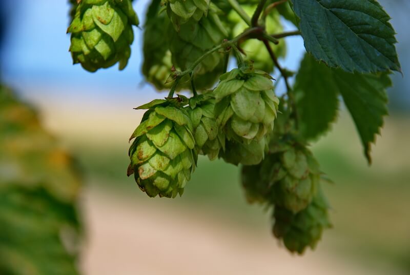 How Hops Can Help You Get a Good Night of Sleep