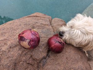 white dog, boulder, red onions